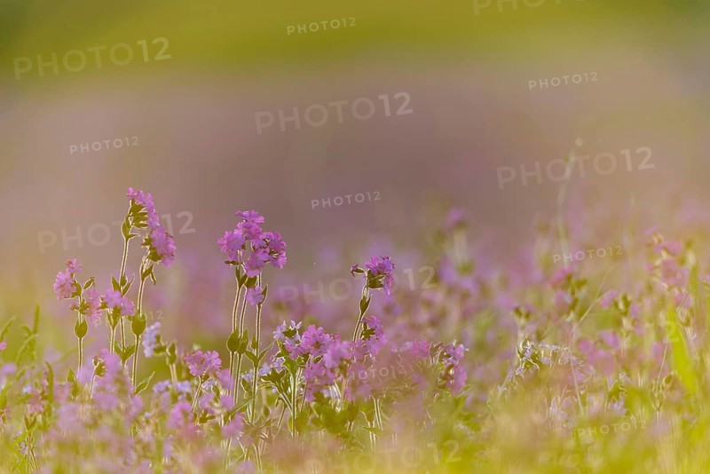 Red campion