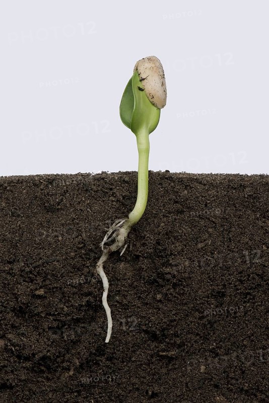 Sunflower seedling with cotyledons expanding but still enclosed by the seed coat or pericarp