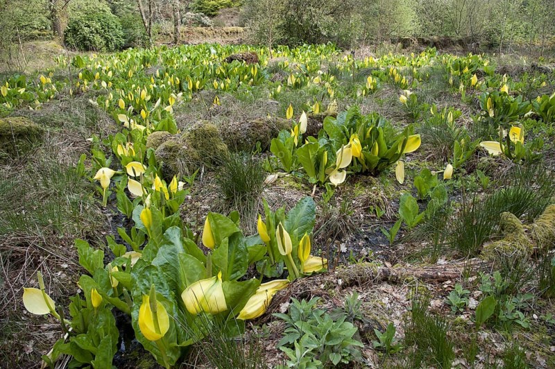 Lysichitum western skunk cabbage