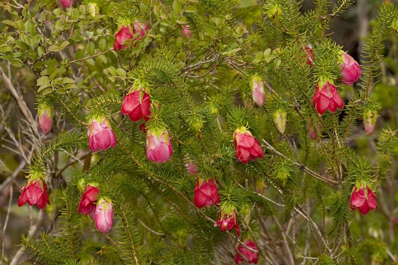 Flowering mountain bell