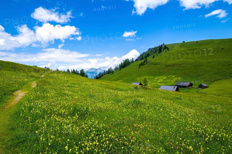 Flower meadow on the Postalm in the Salzkammergut