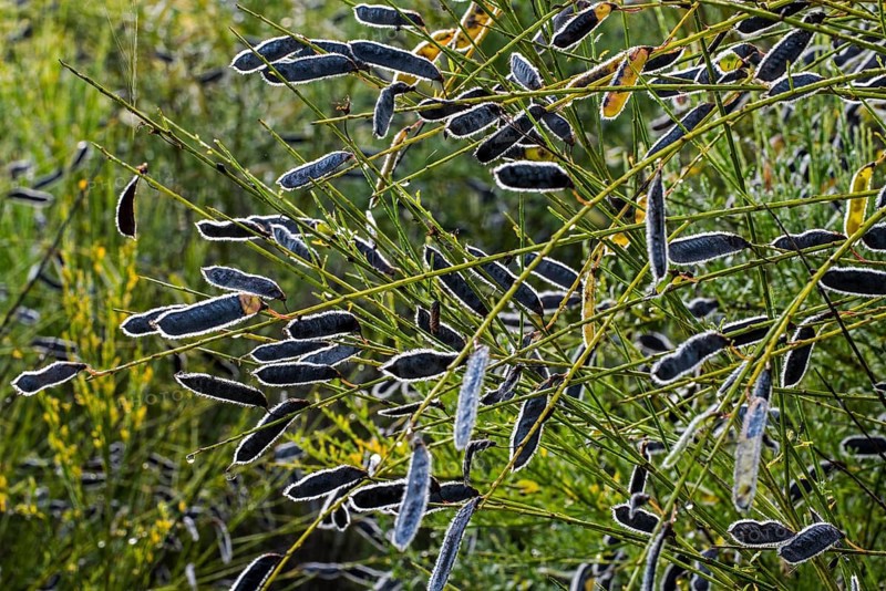 Common broom