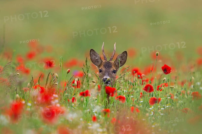 Roe deer