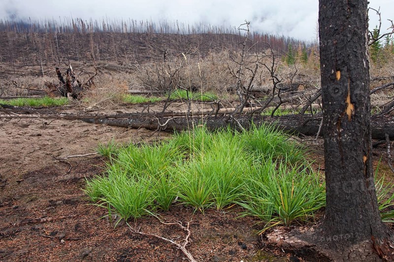 New grass sprouts growing on scorched earth between charred logs after a forest fire