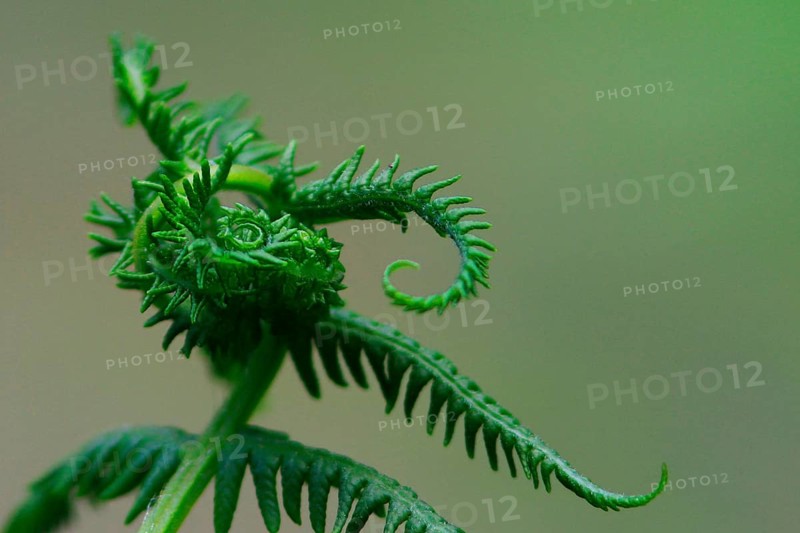 Worm fern