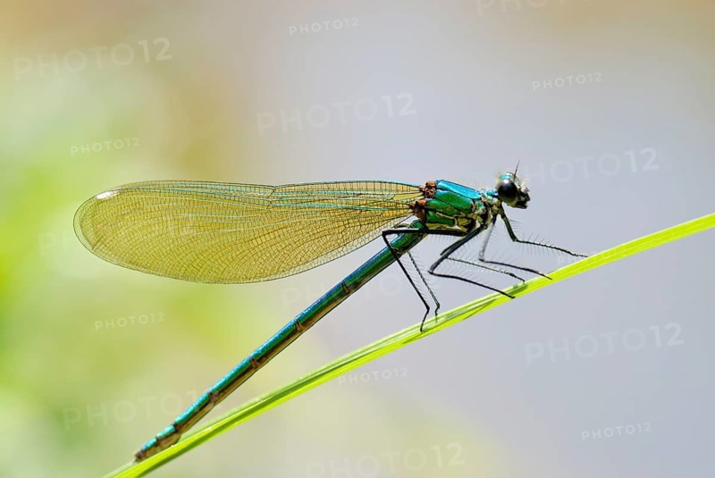 Banded demoiselle