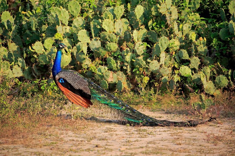 Indian peafowl