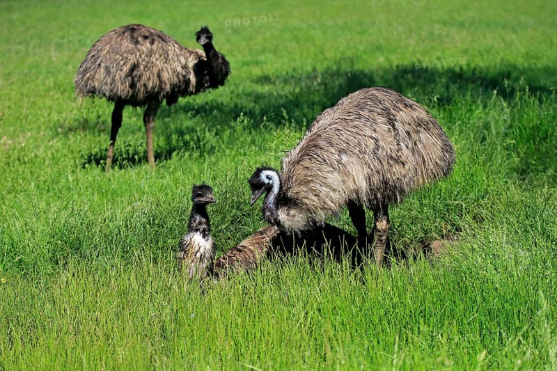 Emu