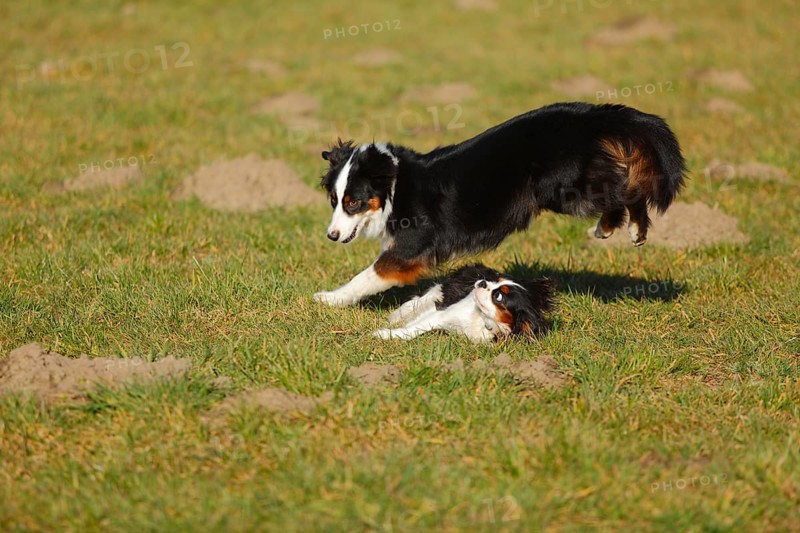Australian Shepherd