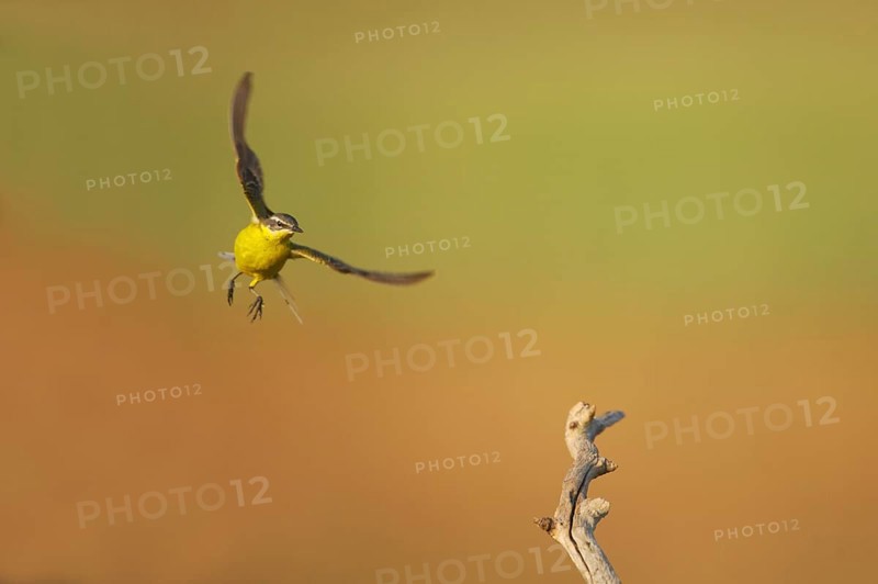 Blue-headed wagtail
