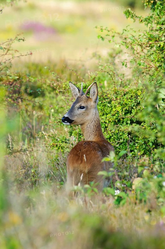 Western european roe deer