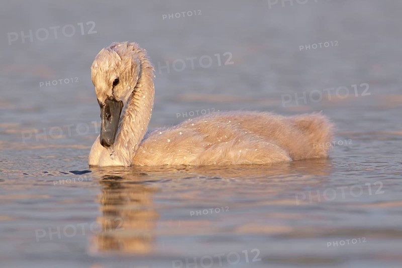 Mute Swan