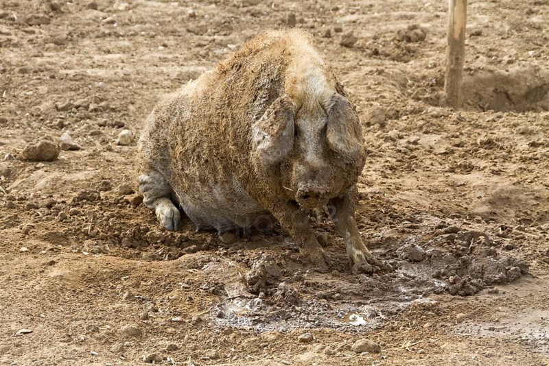 Mangalitsa pig wallows in the mud
