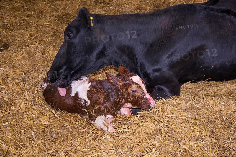 Domestic Cattle