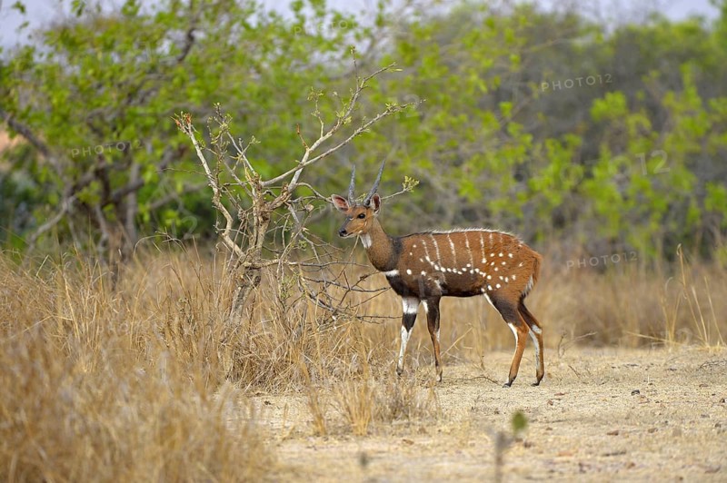 Southern Bushbuck