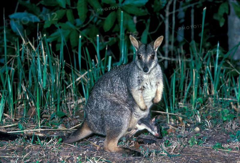 Queensland Rock Kangaroo
