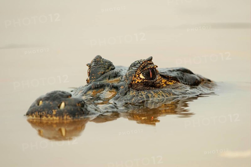 Paraguayan yacare caiman