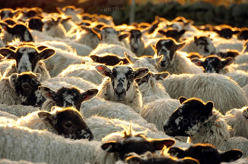 Domestic Sheep