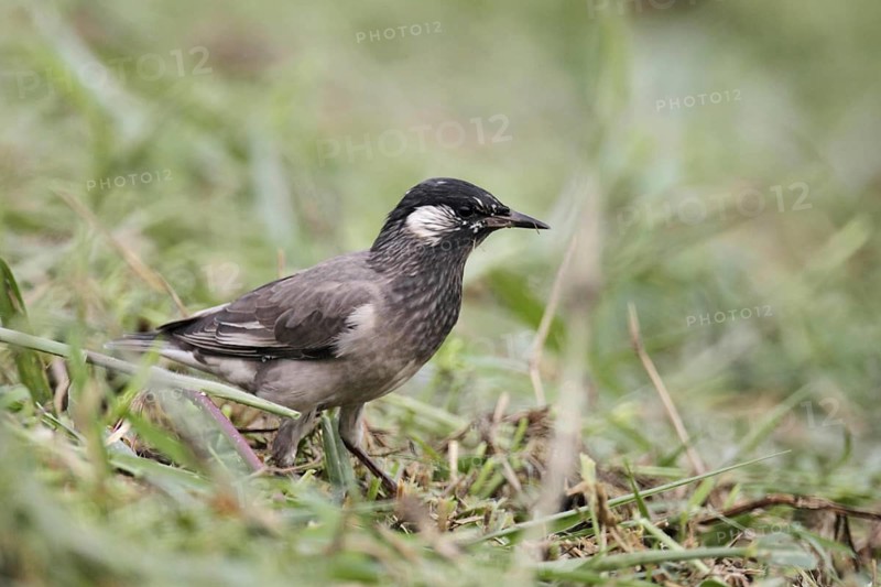 White-cheeked Starling
