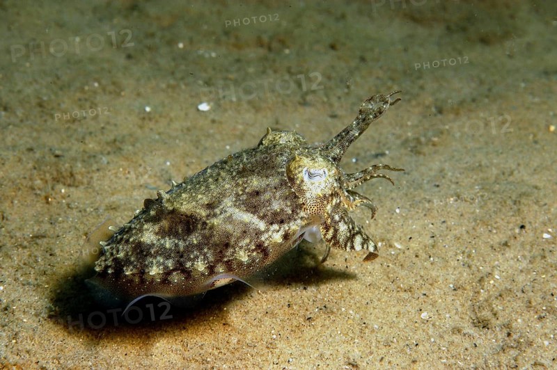 Common cuttlefish