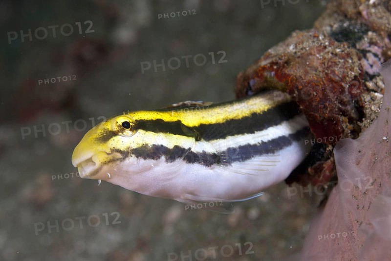 Sabretooth blenny