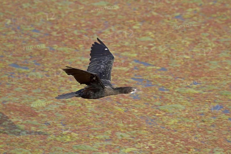 Lesser little cormorant