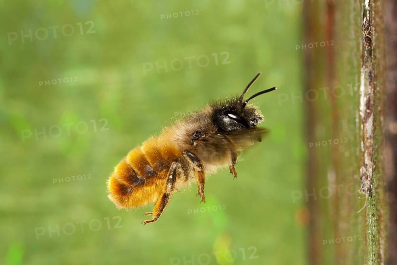 Red Mason Bee