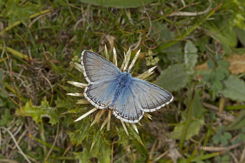 Chalkhill Blue