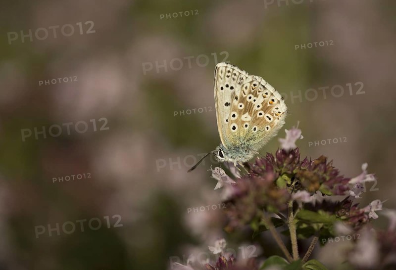Chalkhill Blue