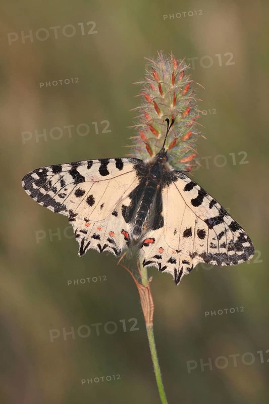 Eastern Festoon
