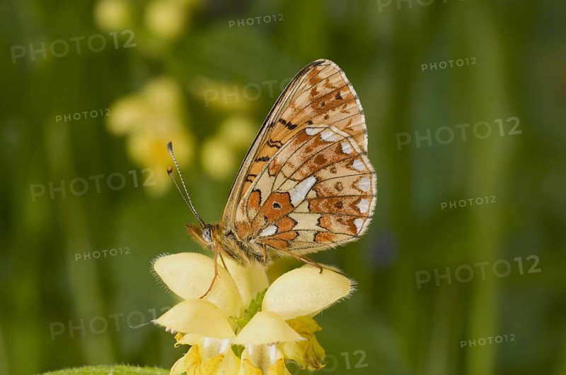 Clossiana euphrosyne