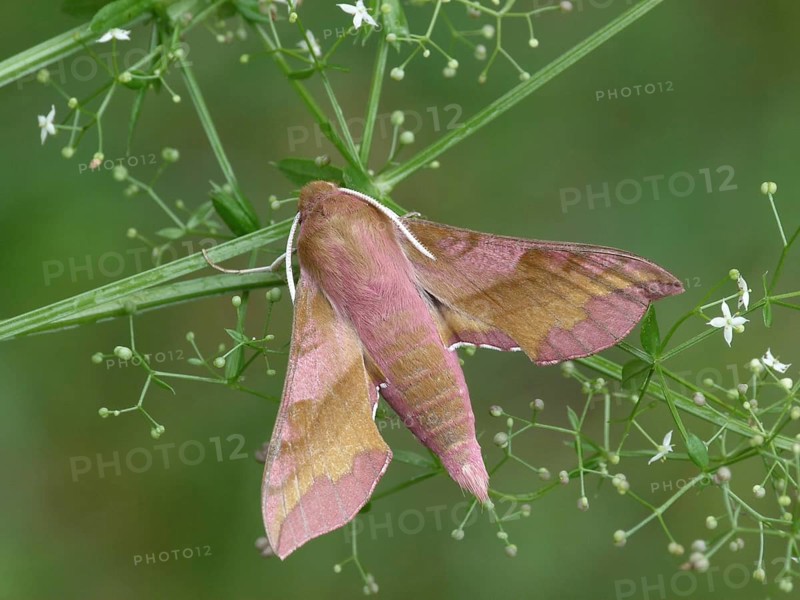 Small adult small elephant hawk-moth