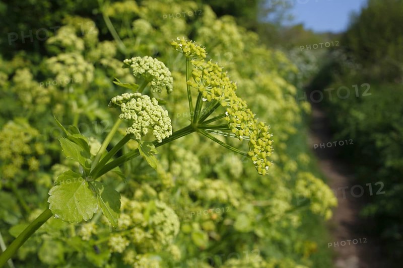 Alexanders