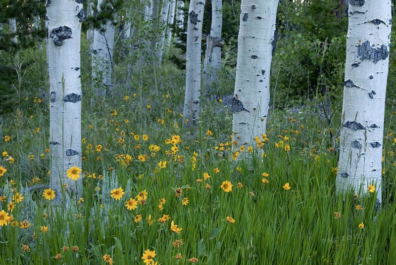 Flowers of aspen sunflower