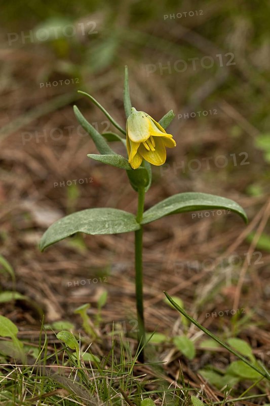 Fritillary