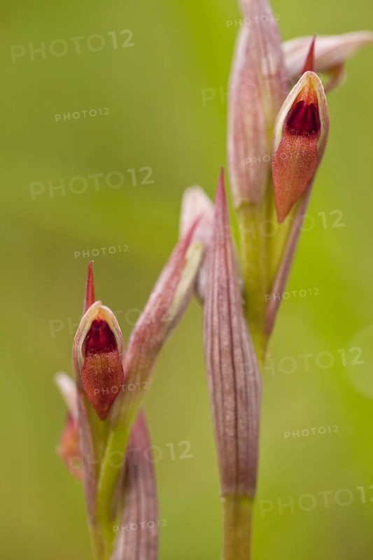 Small-flowered Tongue Orchid