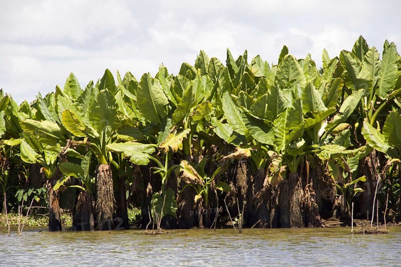 Giant taro or typhonodorum