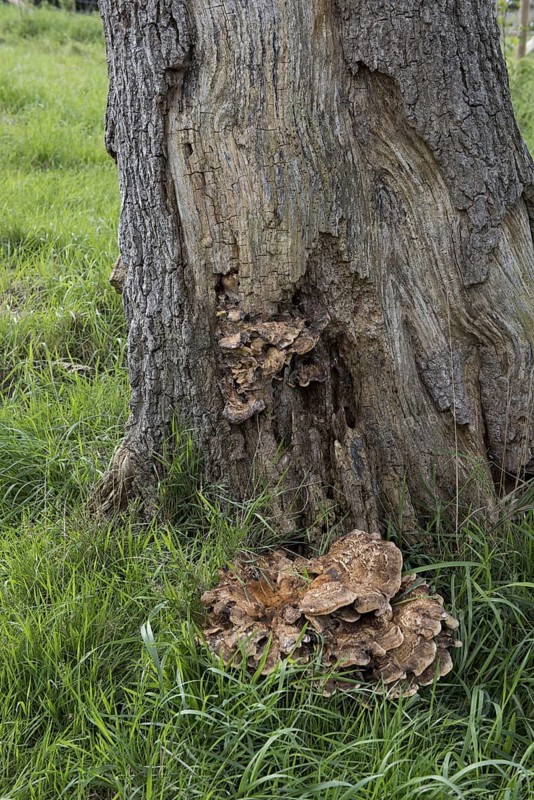 Giant Polypore