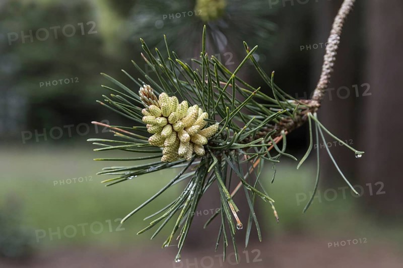 Male cones and leaf of Shore or Beach Pine
