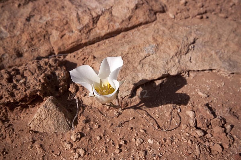 Mormon Tulip