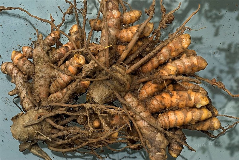 Kasturi Turmeric Turmeric