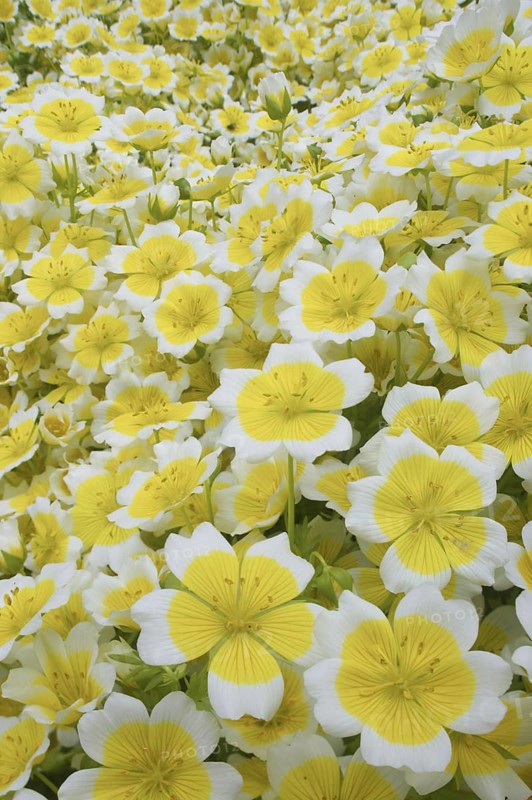 Poached douglas' meadowfoam