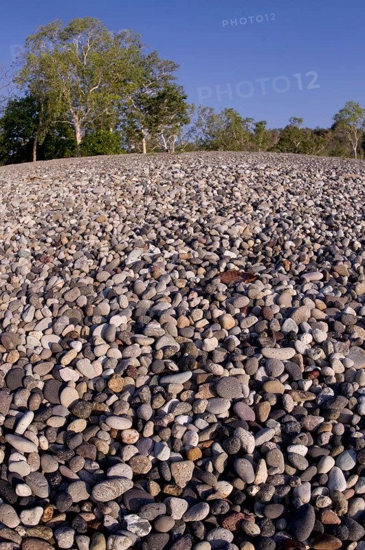 Pebble beach with trees in the background