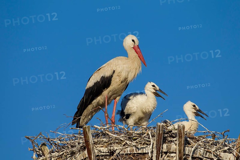 White stork