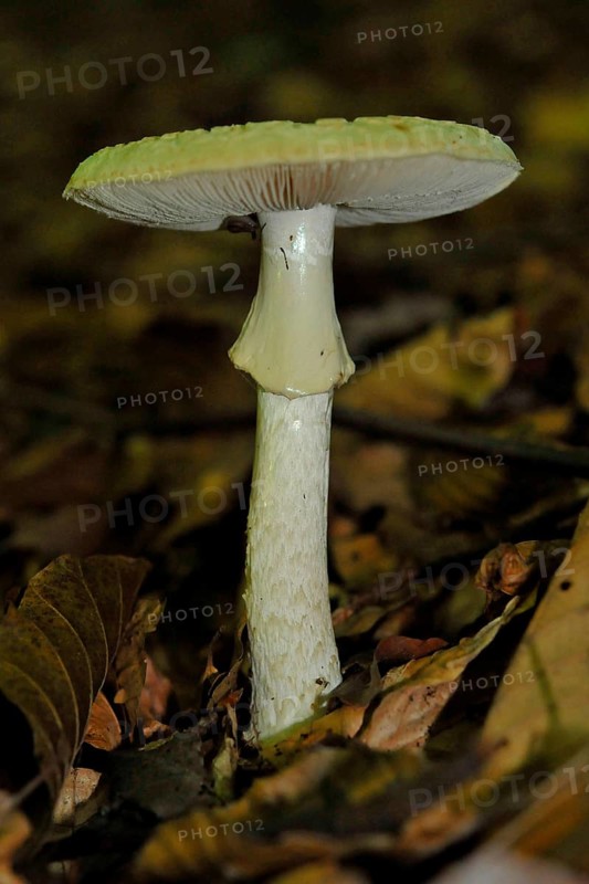 False Death Cap