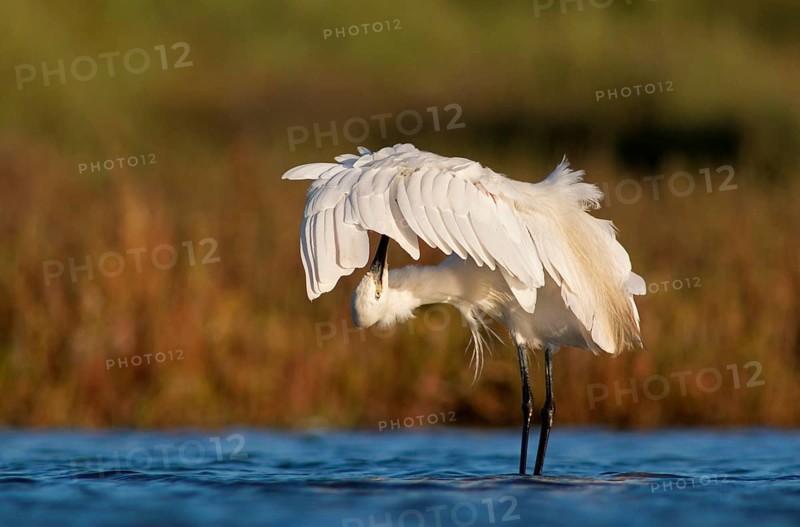 Little egret