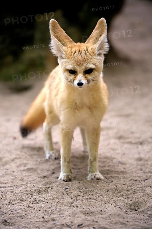 Fennec
