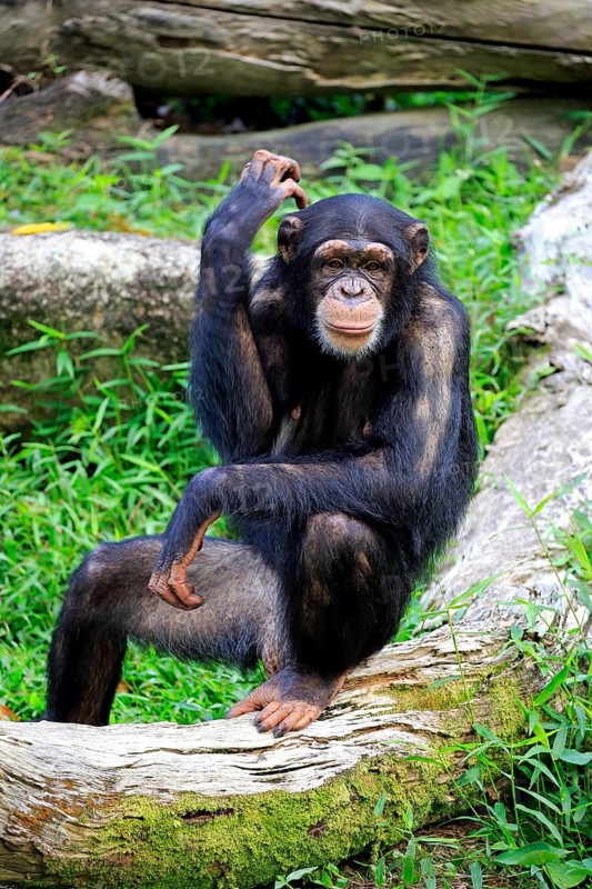 Common chimpanzee
