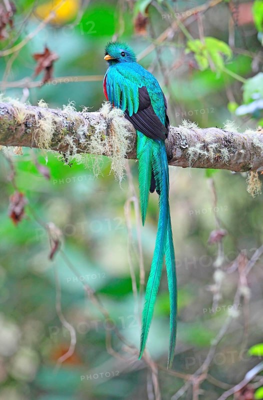 Quetzal