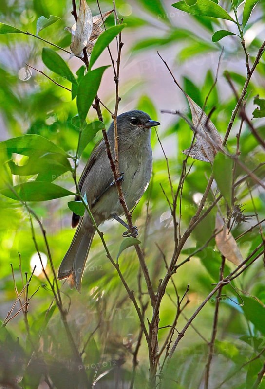 Green-tailed Warbler